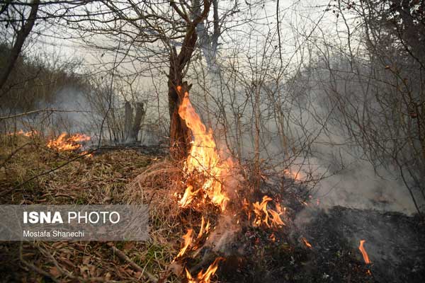 اراضی جنگلی «نکا» همچنان در آتش می‌سوزد +عکس