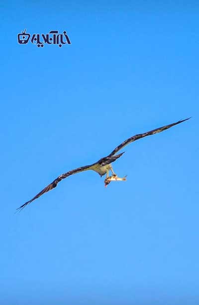 لحظه حیرت‌انگیز و ناباورانه شکار ماهی توسط عقاب