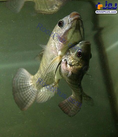 دو ماهی به هم چسبیده عجیب + عکس