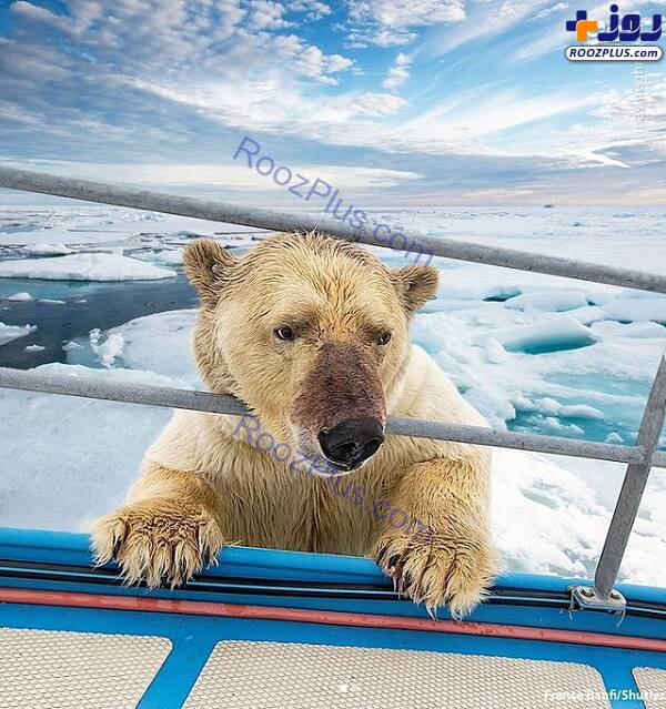تلاش خرس قطبی برای سوار شدن بر روی قایق+عکس