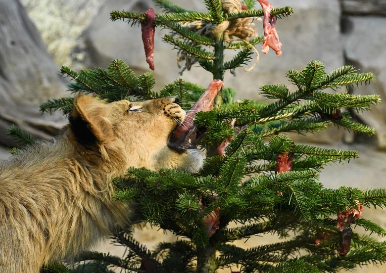 صحنه جالب پذیرایی کریسمسی از یک شیر در باغ وحش برلین + عکس
