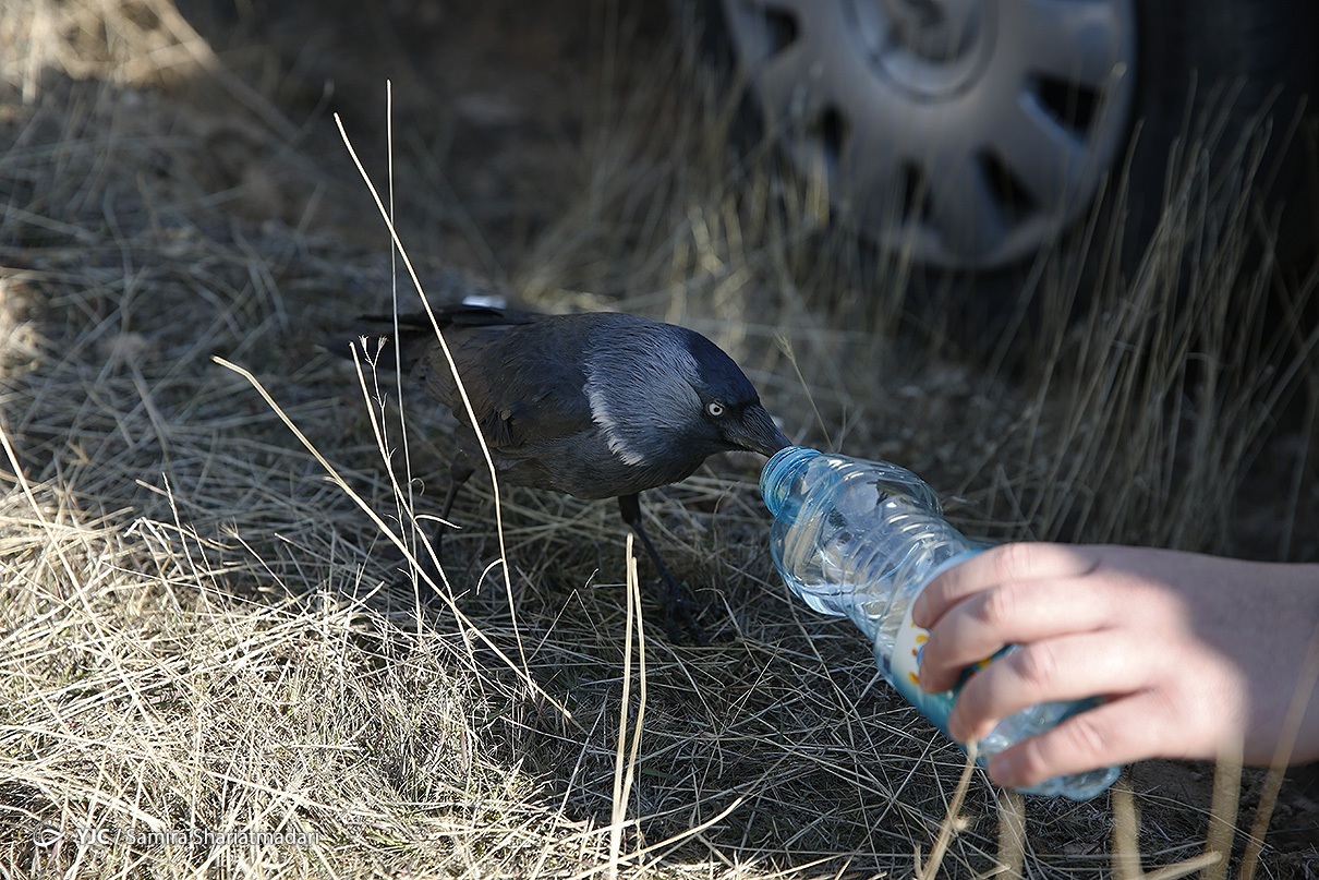 آب خوردن پرنده شکاری از دست انسان + عکس