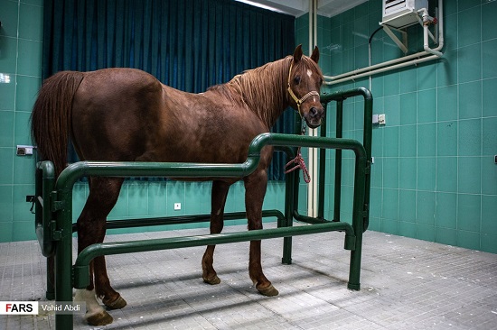 عمل جراحی آب مرواریدِ اسب در ایران +عکس