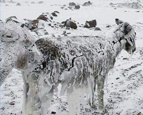 حیواناتی که ایستاده یخ زده اند!