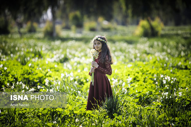 تصویر؛ بهبهان، خاستگاه‌ گل نرگس در ایران