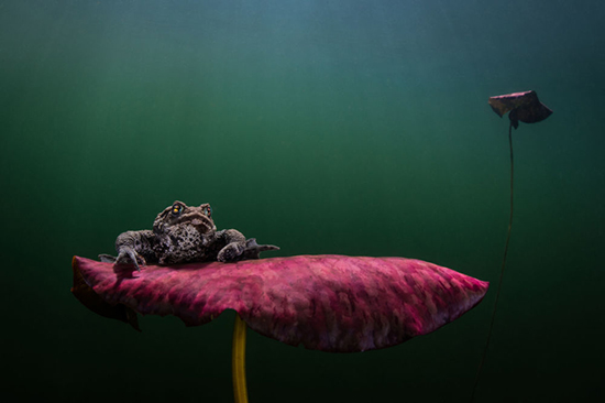 دنیای زیر آب از نگاه عکاسان