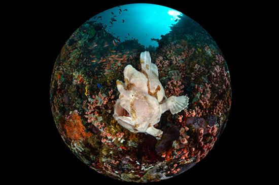 دنیای زیر آب از نگاه عکاسان