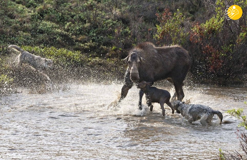 حمله ناکام گرگ ‌ها در شکار بچه موس + عکس