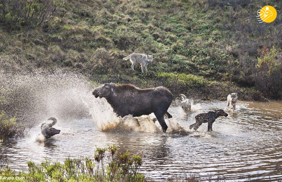 حمله ناکام گرگ ‌ها در شکار بچه موس + عکس