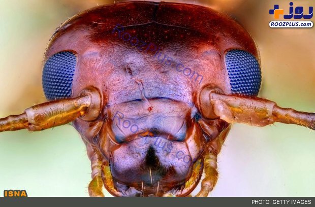 تصویری عجیب از سر یک مورچه
