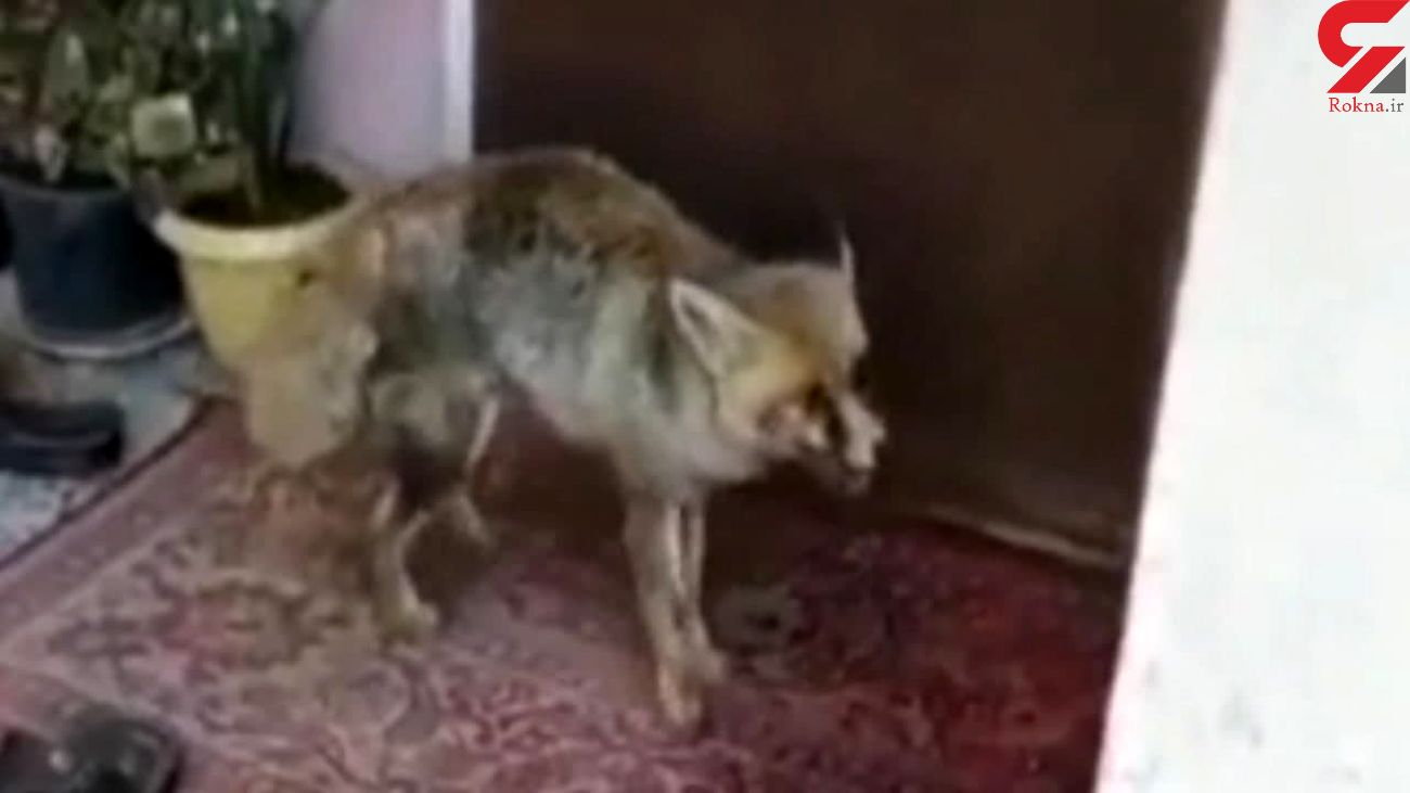 پناه آوردن روباه زخمی به یک خانواده در خوزستانی +عکس