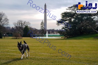 سگ های خانگی و عجیب جو بایدن در کاخ سفید+عکس