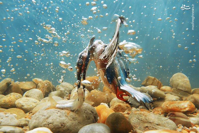لحظه شکار ماهی در زیر آب+عکس