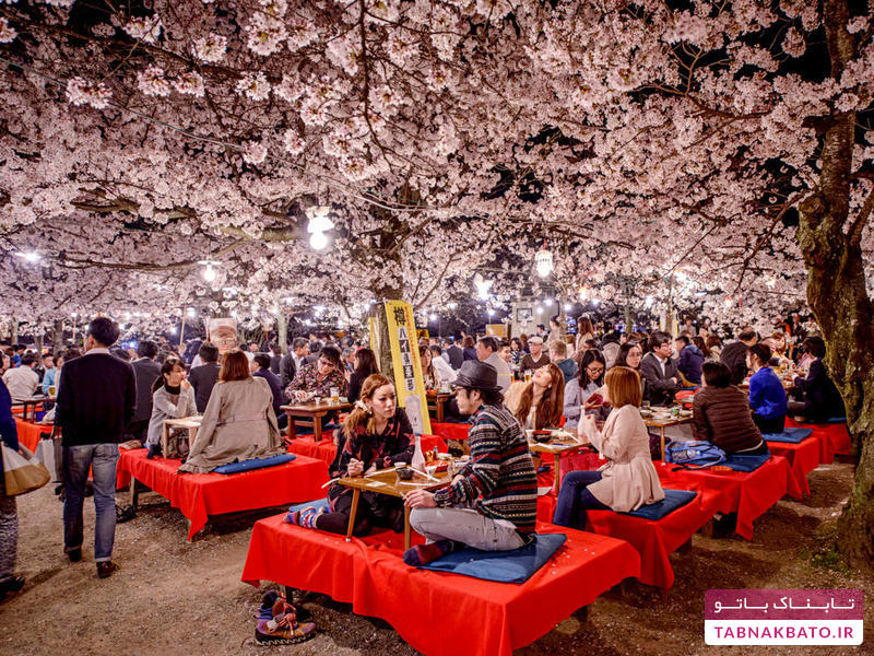 آداب جشن تولد گرفتن برای شکوفه‌های گیلاس