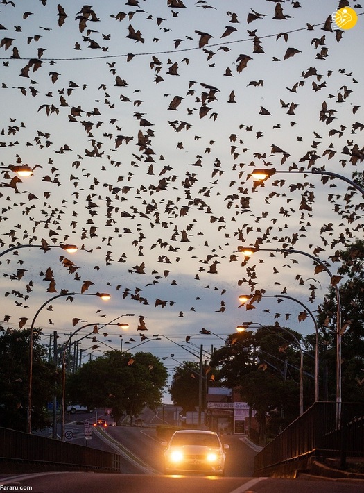 هجوم خفاش‌های قرمز به استرالیا + عکس