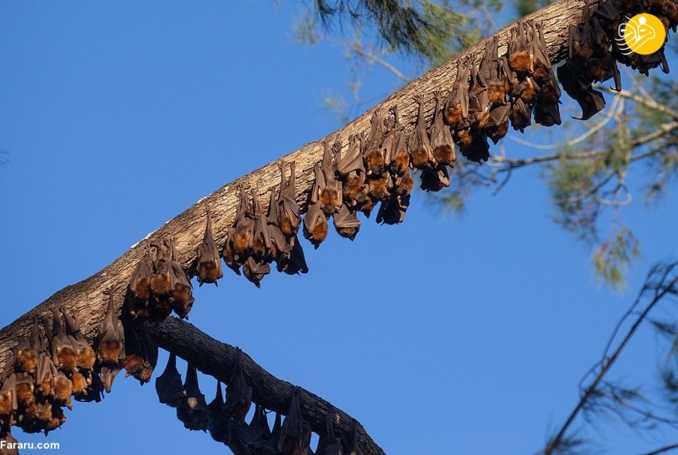 هجوم خفاش‌های قرمز به استرالیا + عکس
