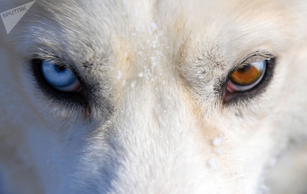 چشمان دو رنگ سگ هاسکی + عکس