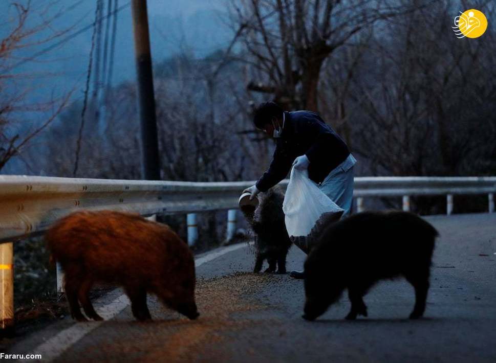 مردی که گربه‌های فراموش شده فوکوشیما را نجات داد + عکس