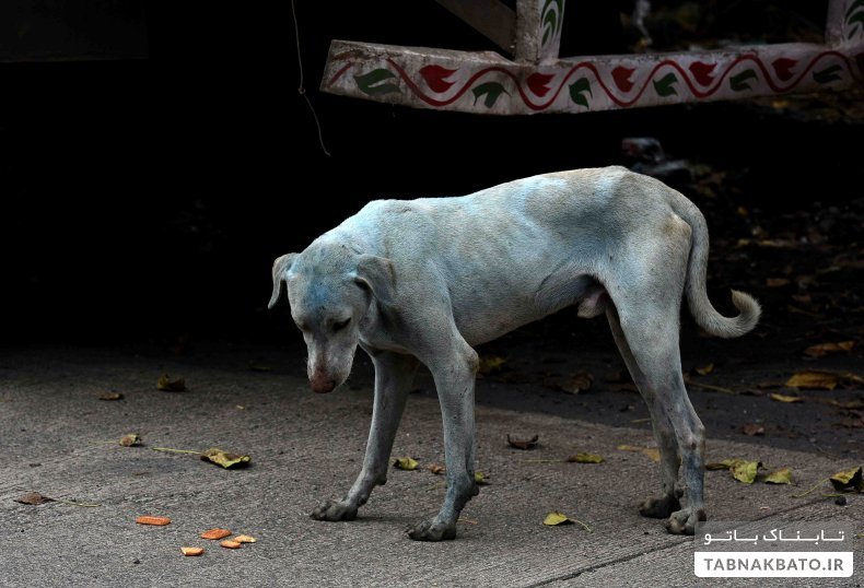 آبی شدن سگ‌ها در نزدیکی شهر مسکو