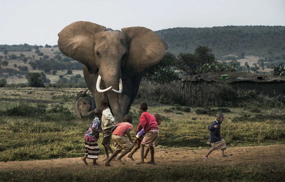 خشم و عصبانیت فیل مادر + عکس