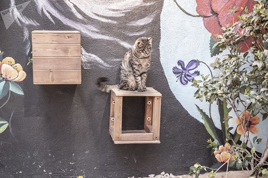 کافه گربه در تهران+عکس