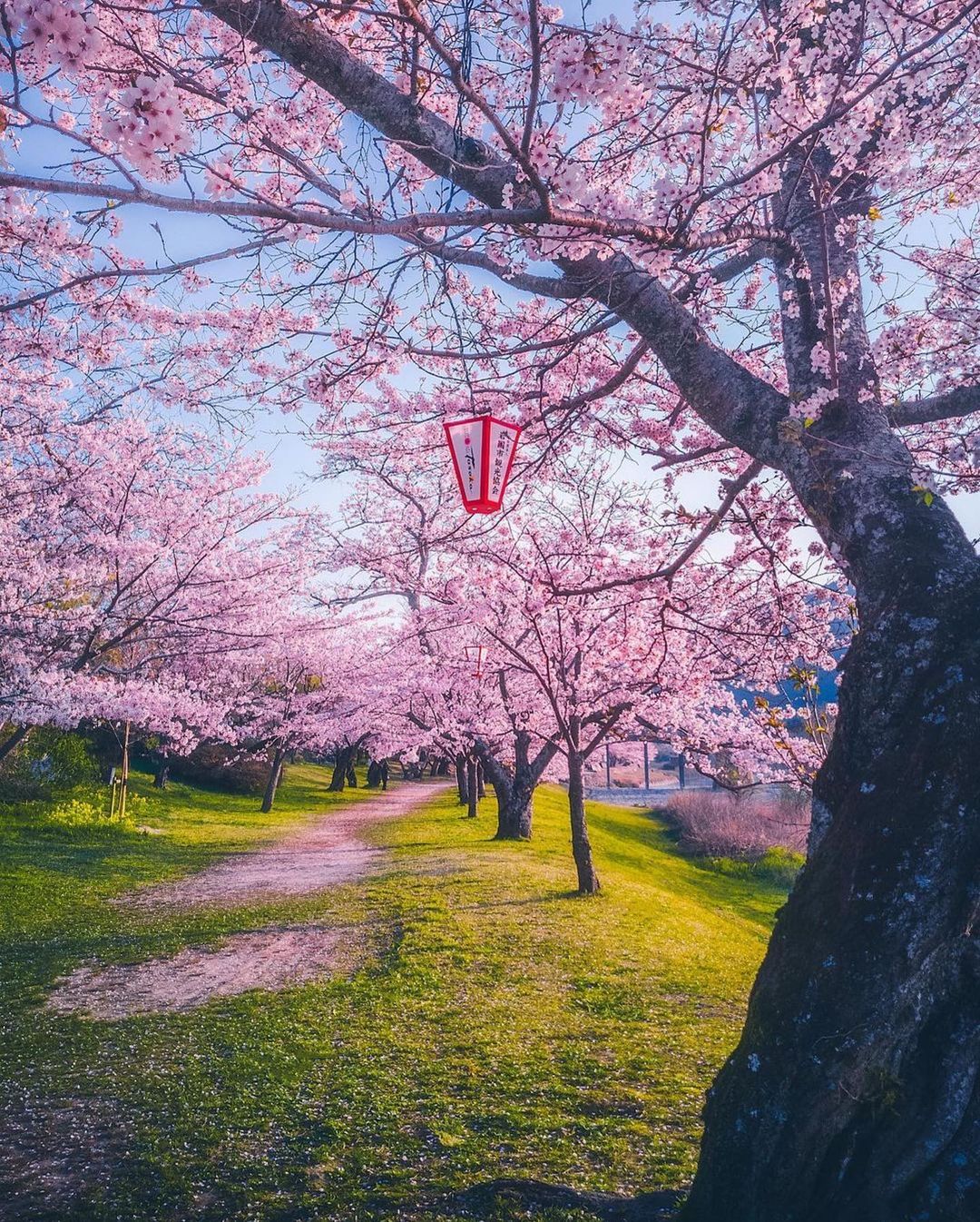 تصاویری اعجاب انگیز از فرا رسیدن بهار در ژاپن