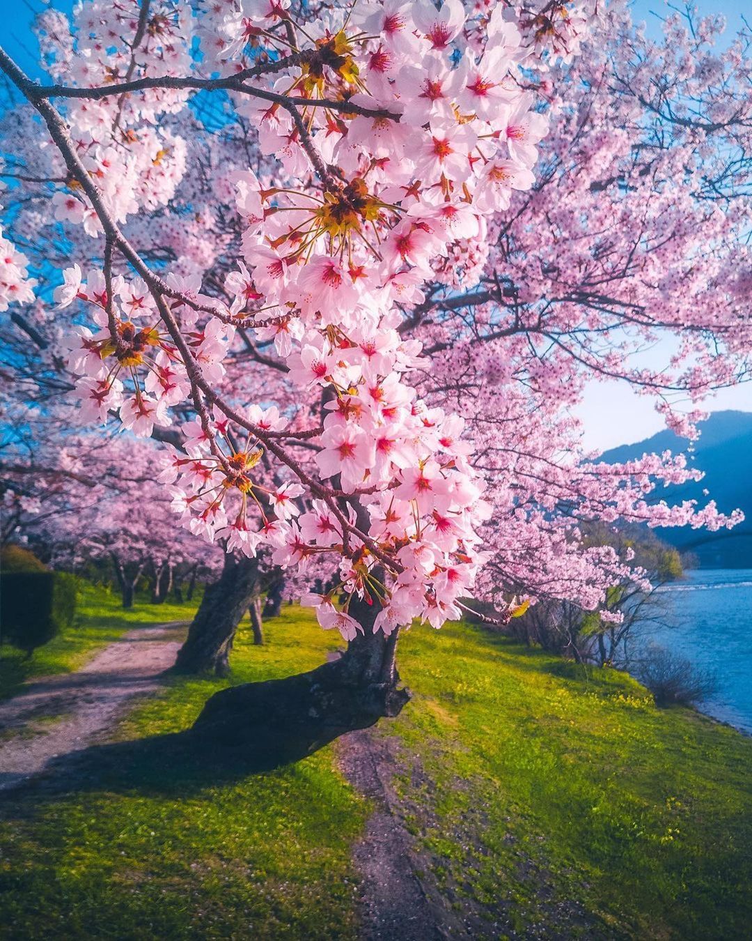 تصاویری اعجاب انگیز از فرا رسیدن بهار در ژاپن