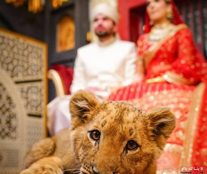 توله شیر زیر بالشی عروس و داماد پاکستانی