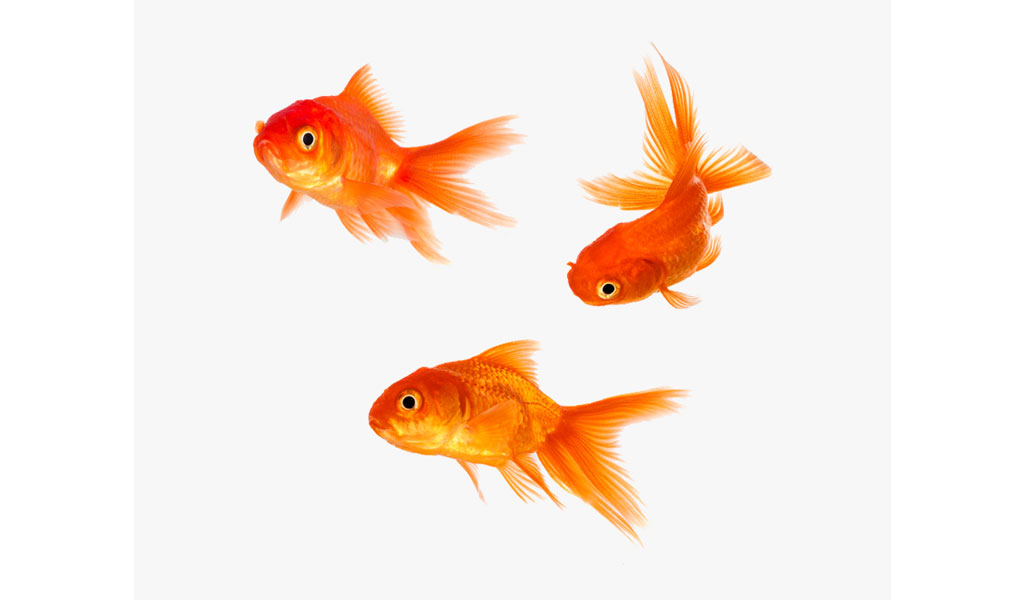 ماهی قرمز در سفره هفت سین نماد چیست؟
