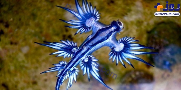 اژدهای آبی در سواحل استرالیا+عکس