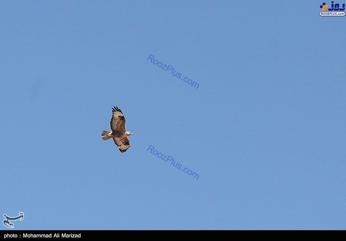 پرواز پرنده نادر و عجیب در آسمان تهران +عکس