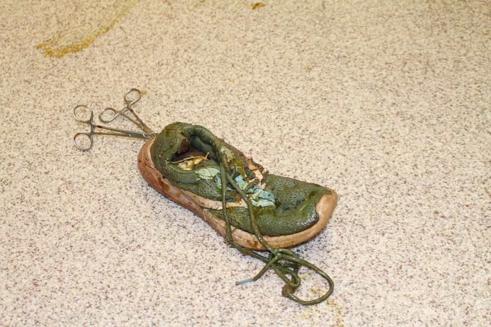 جراحی یک تمساح به خاطر بلعیدن لنگه کفش + عکس