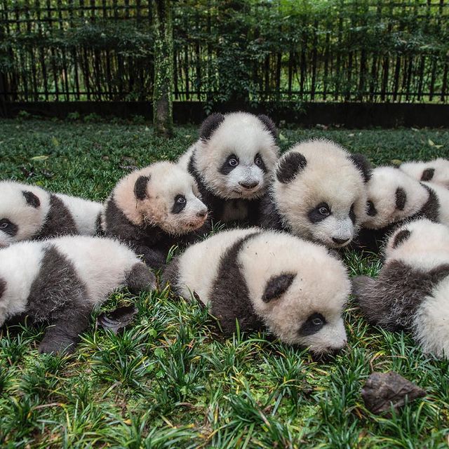 بچه پانداها در باغ وحش سیچوان چین + عکس