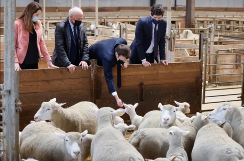 از گوسفند پُرپشم استرالیایی تا تصادف شدید 