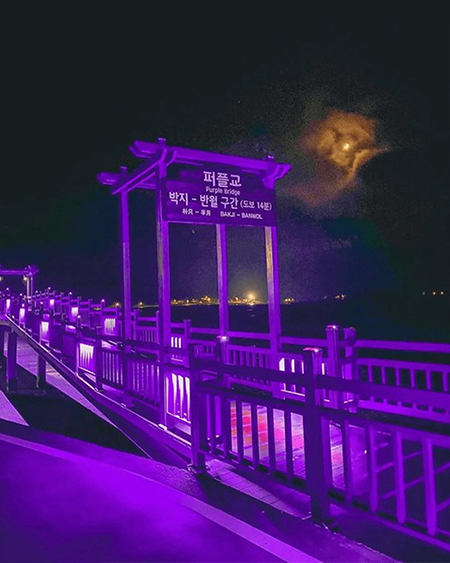 عکس‌هایی جالب از جزیره‌ای در کره جنوبی، که برای جلب توجه بازدیدکنندگان بنفش شد.