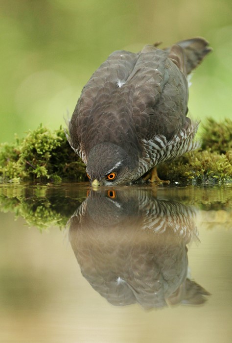 آب خوردن جالب پرندگان + عکس