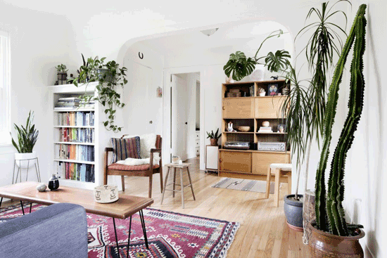 گیاهان آپارتمانی مناسب برای خانه‌های کم‌نور