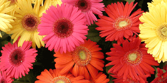 گل‌های تصفیه‌کننده هوا، موثر در کاهش ابتلا به کرونا