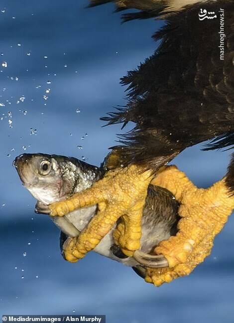 لحظه دیدنی ماهی گرفتن عقاب