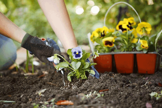 بهار، بهترین زمان برای نوسازی باغچه‌ها