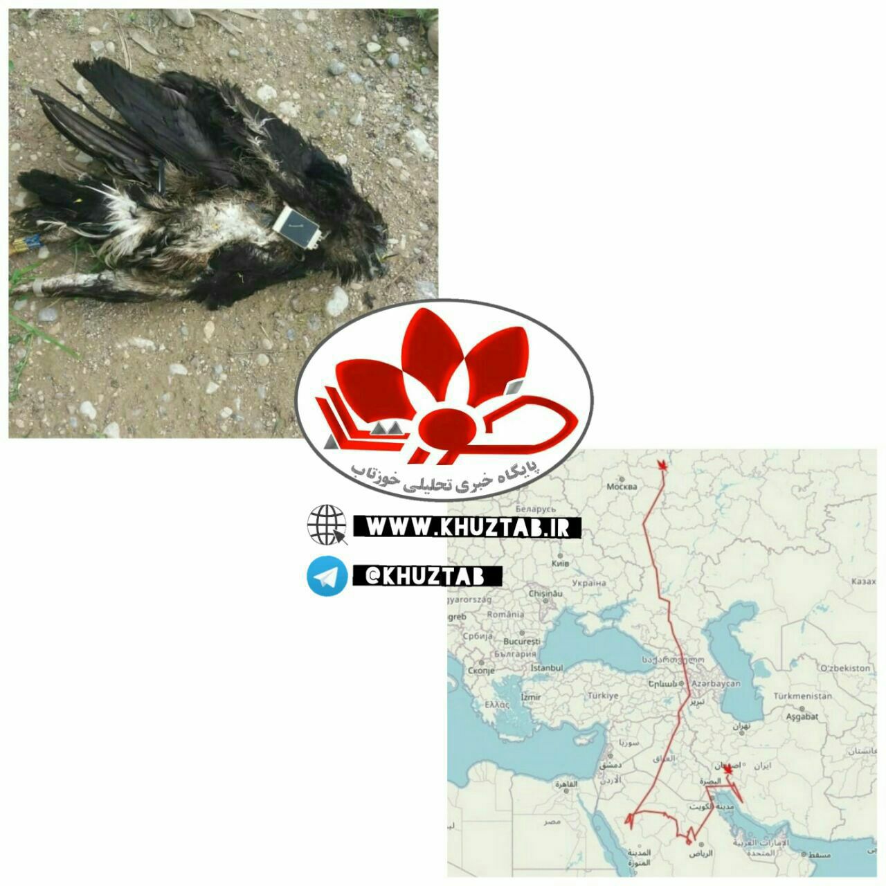 مرگ عقاب روسی در خوزستان به دلیل برق گرفتگی + عکس