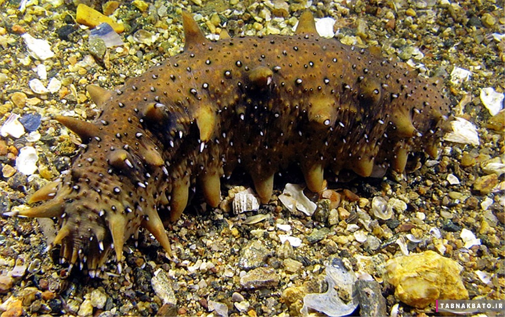 مکانیسم دفاعی عجیب در برخی حیوانات دریایی