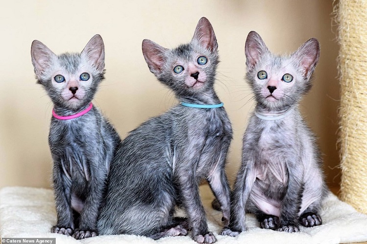 با گربه های گرگینه ای آشنا شوید؛ نژاد نادر لیکوی که ۲ هزار یورو قیمت دارد