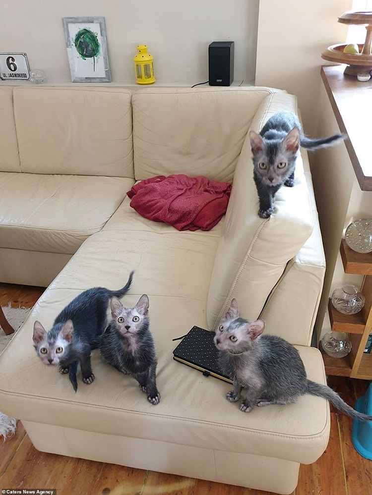 با گربه های گرگینه ای آشنا شوید؛ نژاد نادر لیکوی که ۲ هزار یورو قیمت دارد