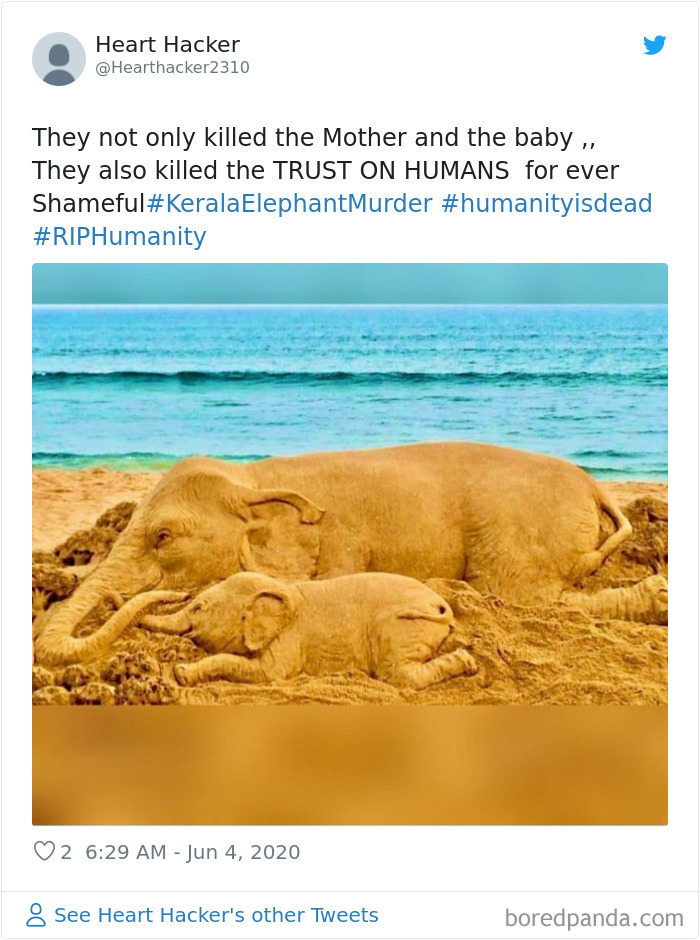 ویدیو و تصاویر دردناک مرگ ایستاده فیل باردار در هند به خاطر خوردن ترقه