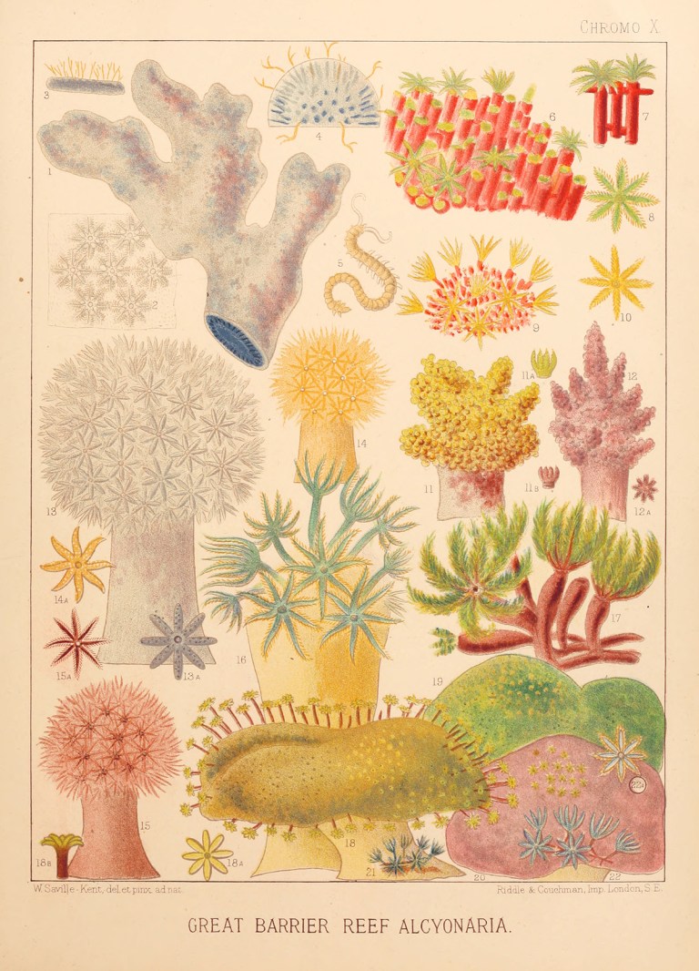 تصاویر زیبایی از یک دایره المعارف قرن نوزدهمی از جانداران آبزی سد بزرگ مرجانی