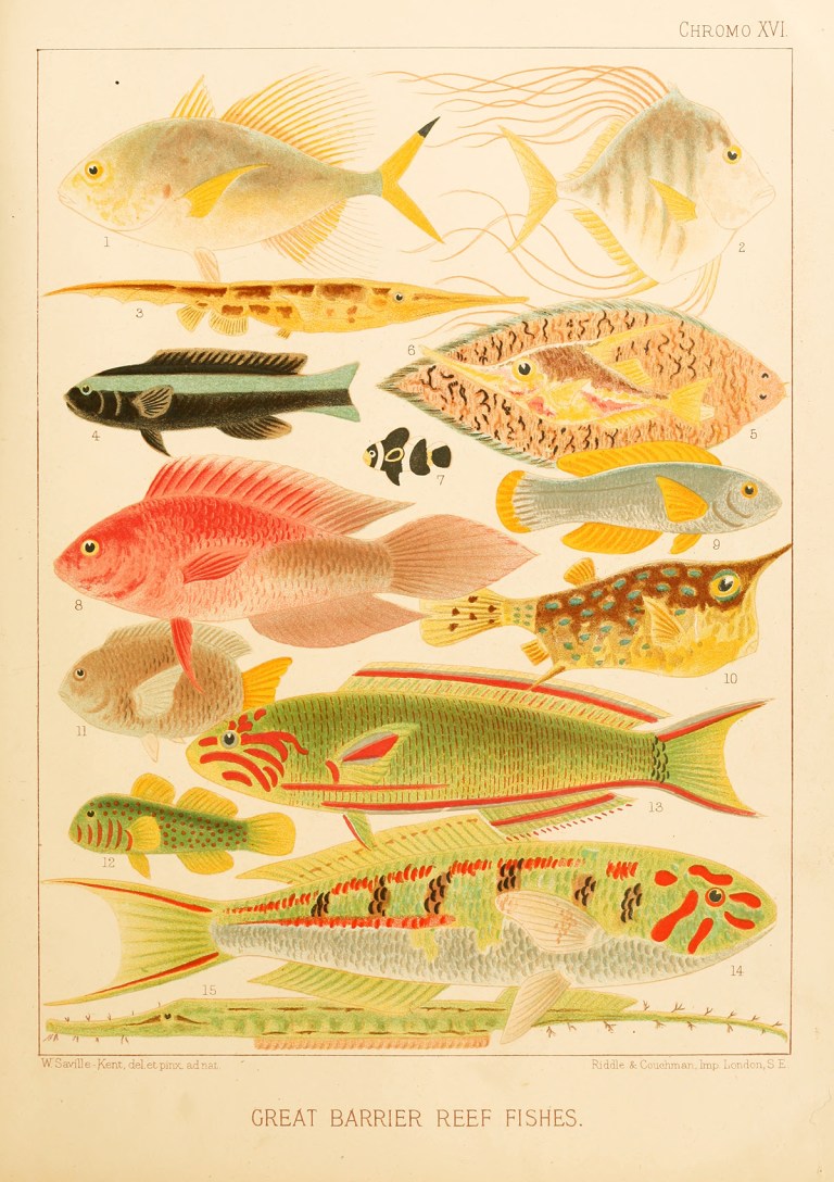 تصاویر زیبایی از یک دایره المعارف قرن نوزدهمی از جانداران آبزی سد بزرگ مرجانی