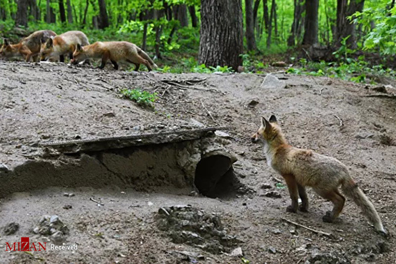خانواده یک روباه سرخ در طبیعت