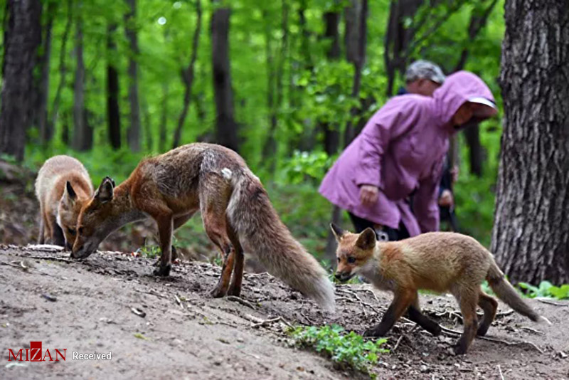 خانواده یک روباه سرخ در طبیعت