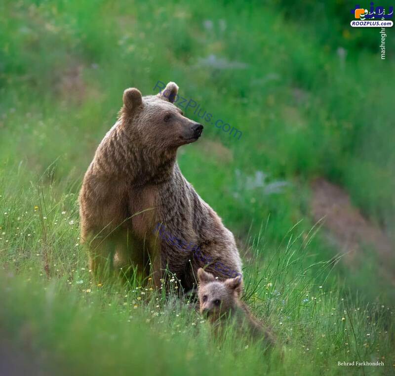 آرزوی دیدن خرس مادر و توله‌اش +عکس